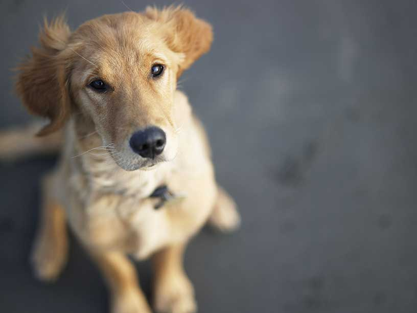 Computer Quote Pet Insurance 44billionlater Computer Quote Pet Insurance Raipurnews